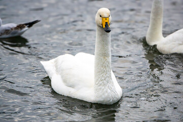 Fototapeta premium Whooper swan portrait at Tjörnin lake Reykjavík Iceland