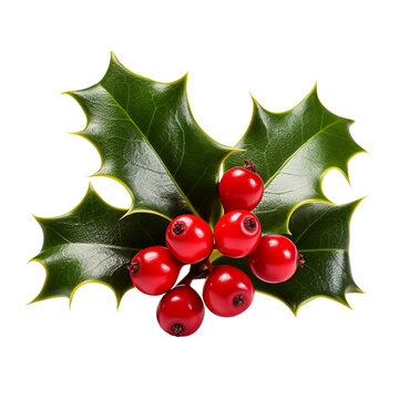 holly and berries isolated on transparent background