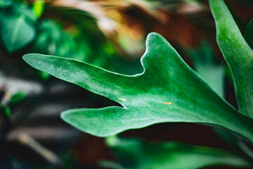 like torn leaves. Philodendron Bipinnatifidum Often used in interior decoration, this is also the...