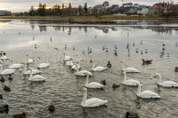 Sea bird life swans seagull ducks at Tjörnin lake Reykjavík Iceland