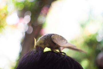 harvest agriculture,Organic Karanda (Carissa carandas) fruit on tree for sale at the plant market. Bengal currant fruit is a rich source of iron,