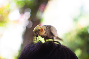 harvest agriculture,Organic Karanda (Carissa carandas) fruit on tree for sale at the plant market. Bengal currant fruit is a rich source of iron,