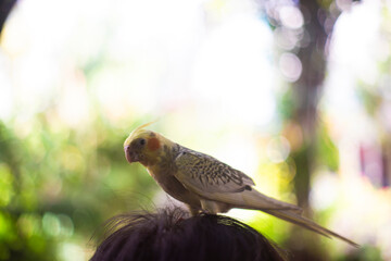harvest agriculture,Organic Karanda (Carissa carandas) fruit on tree for sale at the plant market. Bengal currant fruit is a rich source of iron,