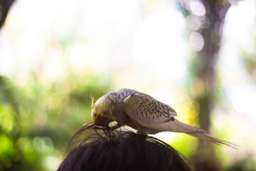 harvest agriculture,Organic Karanda (Carissa carandas) fruit on tree for sale at the plant market. Bengal currant fruit is a rich source of iron,
