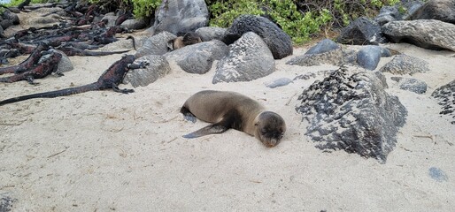 Fototapeta premium Adorable seal resting on a sandy beach by lizards and rocks.