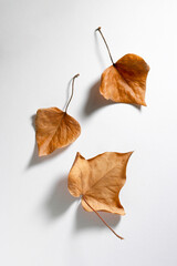 three dry leaves on white background