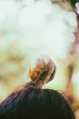  Cockatiel Nymphicus are virtually indistinguishable from the time of hatching until their first moulting. Nymphicus hollandicus display horizontal yellow