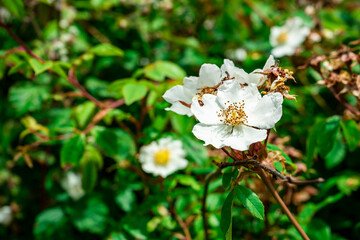 Wild rose rose hip flower close up.