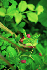 Obraz premium Organic Karanda (Carissa carandas) fruit on tree for sale at the plant market. Bengal currant fruit is a rich source of iron, 
