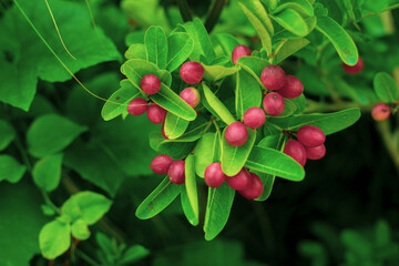 Organic Karanda (Carissa carandas) fruit on tree for sale at the plant market. Bengal currant fruit is a rich source of iron, 