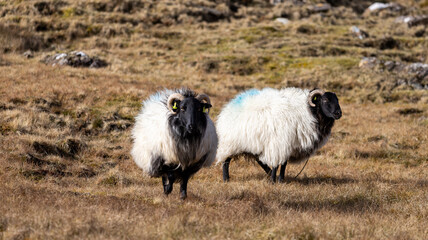 Sheep in Connemara, West of Ireland