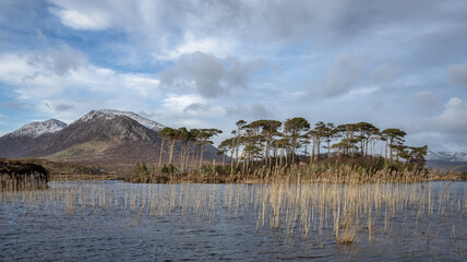 Pine Island at Derryclare Lough, Connemara, Ireland