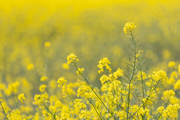 Rapeseed field, blooming yellow canola flowers close up with out of focus background.