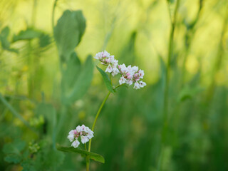 Fagopyrum esculentum buckwheat cover crop field bloom plant detail lacy white common green farmed crops grown green red agricultural fertilizer honeybee plant as fodder, used catch, Europe