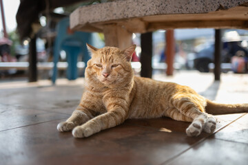 Old Orange Tabby Cat Relaxing On The Floor.