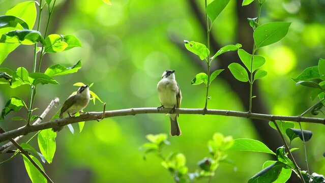 Close up of two birds sitting on the branch in the woods