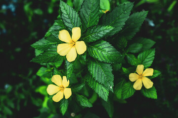 Turnera ulmifolia, the ramgoat dashalong or yellow alder,Turnera ulmifolia is a species of plant of...