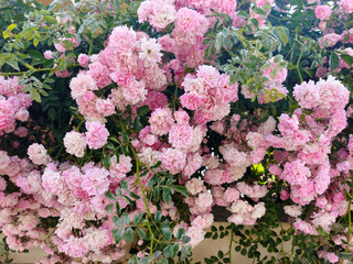 Pink flowers