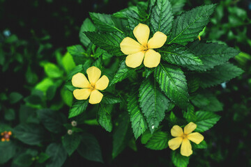 Turnera ulmifolia, the ramgoat dashalong or yellow alder,Turnera ulmifolia is a species of plant of...