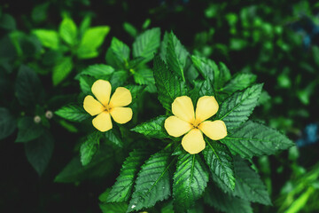 Turnera ulmifolia, the ramgoat dashalong or yellow alder,Turnera ulmifolia is a species of plant of...