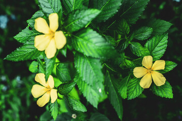 Turnera ulmifolia, the ramgoat dashalong or yellow alder,Turnera ulmifolia is a species of plant of...