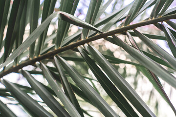  such as bamboo poles, sticks, bows and arrows. Sometimes bamboo is also used to make clothes or to...