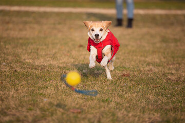 old beagle dog running fast after a ball on a grassy field wearing a red jacket in a park in autumn