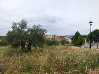 Olive trees