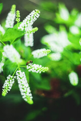 Aloysia virgata blooming in clusters, Aloysia virgata giving a fragrant scent all day long.Aloysia virgata is a beautiful ornamental Aloysia virgata and Aloysia virgata has a very sweet scent