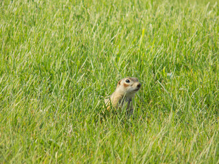  ground squirrel grazing and lurking in the grass