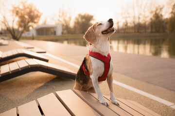 old beagle dog standing on a bench looking happy in a park in autumn