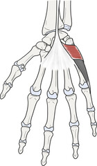 단장근 근육 골격 라인일러스트