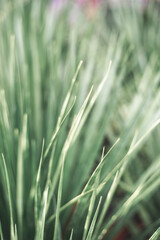  people also like to grow Dracaena draco in ceramic pots to decorate their homes and offices. office, coffee shop, restaurant