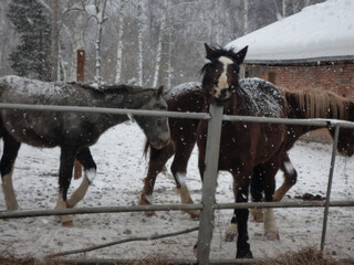 Four horses looking out of the corral. Taken in winter. 