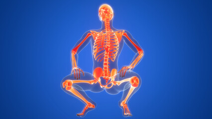 Human Skeleton System Bone Joints Anatomy