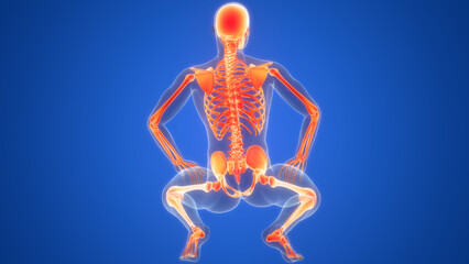 Human Skeleton System Bone Joints Anatomy