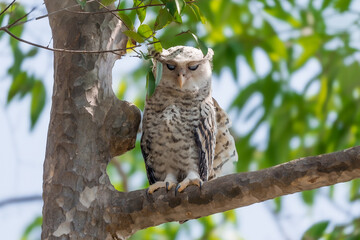 Spot-bellied Eagle Owl Largest, dark brown head, tufts of fur, erect ears. Grayish white face Dark red-brown eyes, yellow mouth, white underbody with large heart-shaped black spots scattered all over.
