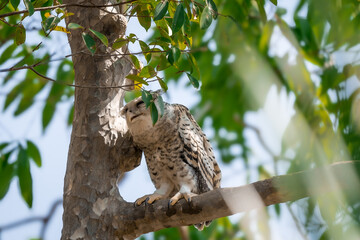 Spot-bellied Eagle Owl Largest, dark brown head, tufts of fur, erect ears. Grayish white face Dark red-brown eyes, yellow mouth, white underbody with large heart-shaped black spots scattered all over.