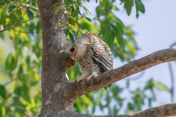 Spot-bellied Eagle Owl Largest, dark brown head, tufts of fur, erect ears. Grayish white face Dark red-brown eyes, yellow mouth, white underbody with large heart-shaped black spots scattered all over.