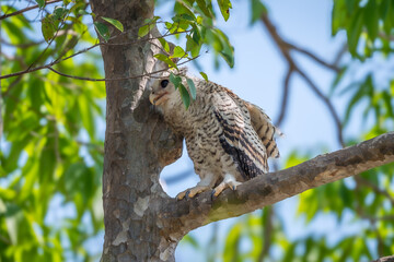 Spot-bellied Eagle Owl Largest, dark brown head, tufts of fur, erect ears. Grayish white face Dark red-brown eyes, yellow mouth, white underbody with large heart-shaped black spots scattered all over.