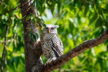 Spot-bellied Eagle Owl Largest, dark brown head, tufts of fur, erect ears. Grayish white face Dark red-brown eyes, yellow mouth, white underbody with large heart-shaped black spots scattered all over.