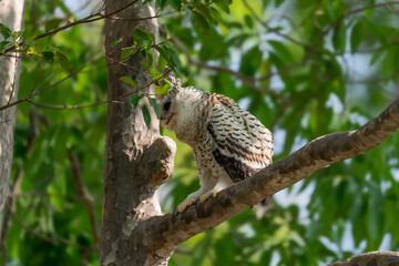 Spot-bellied Eagle Owl Largest, dark brown head, tufts of fur, erect ears. Grayish white face Dark red-brown eyes, yellow mouth, white underbody with large heart-shaped black spots scattered all over.