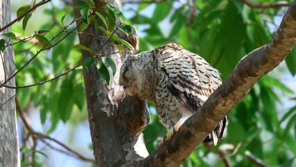 Spot-bellied Eagle Owl Largest, dark brown head, tufts of fur, erect ears. Grayish white face Dark red-brown eyes, yellow mouth, white underbody with large heart-shaped black spots scattered all over.