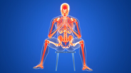 Human Skeleton System Bone Joints Anatomy