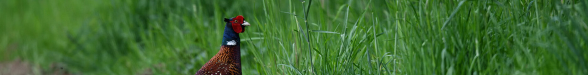 Hübsche Fasan Federn  im grünen Gras. Gemustertes Gefieder am Tier Vogelkopf vor unscharfem...