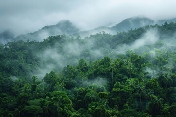 A lush green forest with a thick fog covering the trees