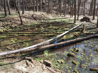 聖なる森 P4120841
