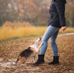 old beagle dog doing a trick with a woman in a park in autumn