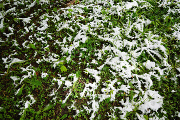 Green lawn covered in snow summer anomaly background
