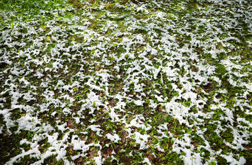Green lawn covered in snow summer anomaly backdrop